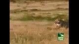 شکار شترمرغ توسط ببر جوان