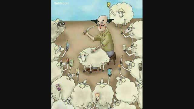 گوسفند ها در عید قربان چه کردن؟