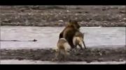 جنگ گرگ ها و خرس