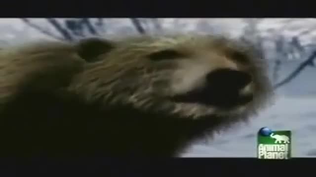 خرس قویتر از ببر سیبری ( دیسکاوری )