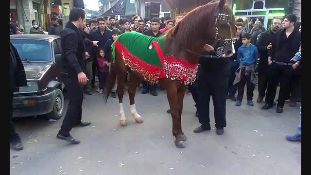 اسب کرد -رابین- اردبیل