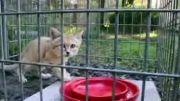ویدیویی زیبا در باره گربه سانان