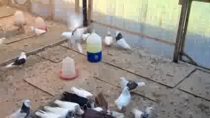 کبوترهای ایرانی در انگلیس2  کفتر   ویدیوهای سعیدs