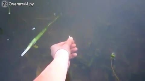گاز گرفتن دست مرد توسط ماهی