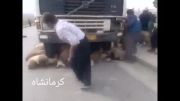 تصادف هولناک یک دستگاه کامیون با یک گله گوسفند کرمانشاه