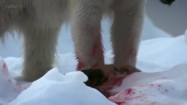 شکار فوک توسط خرس قطبی