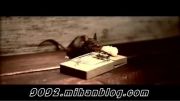 حرکات باهوش ترین موش دنیا