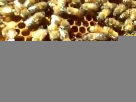 صدای ملکه زنبور عسل حین تخمریزی