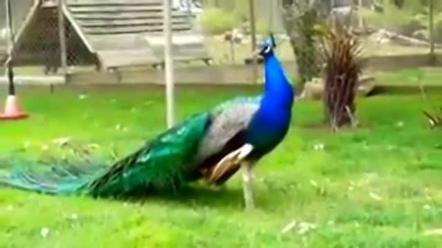 رقص طاووس زیبا