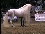 اسب یال بلند خیلی خیلی زیبا