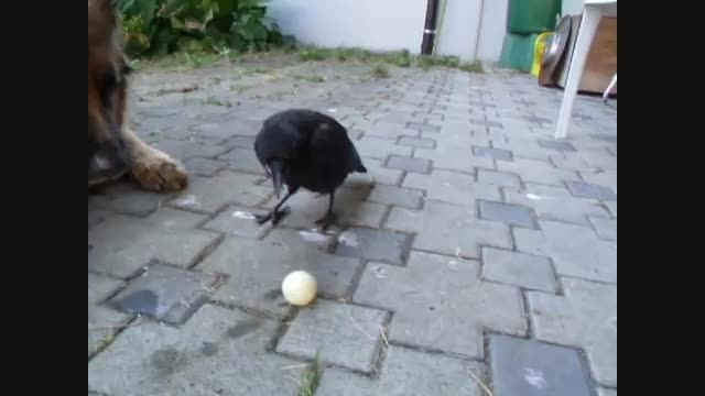 بازی کلاغ و سگ با توپ