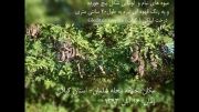 کلیپ میوه نیام درخت لیلکی( کرات) در گیلان