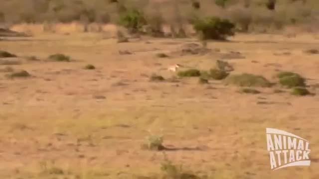 حمله دو شیر به یک پلنگ