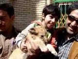 نمایش بچه شیر در باغ وحش تهران خارج از قفس