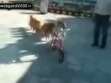 سگ دوچرخه سوار!
