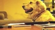 واکنش جالب سگ به موسیقی