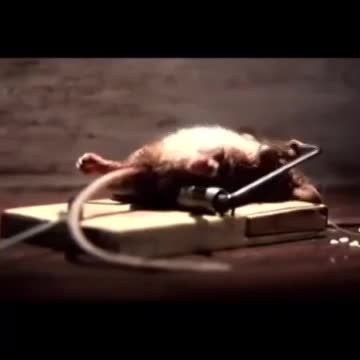 موش در تله موش  میکس شده