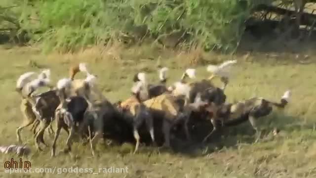 زنده خوردن گراز توسط سگ های وحشی