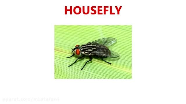آموزش زبان انگلیسی به کودکان (نام حشرات) 1