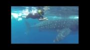 برخورد نهنگ با فیلم بردار در اعماق دریا