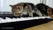 بچه گربه های موزیک دان