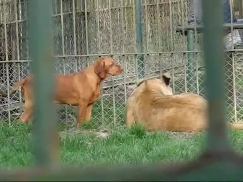 2 شیر و یک سگ در قفس مشترک