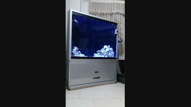 آکواریوم - AquaTV - 1
