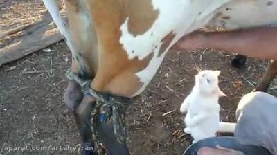 گربه -نوشیدن شیر از پستون گاو