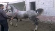 اسب آموزش رقص