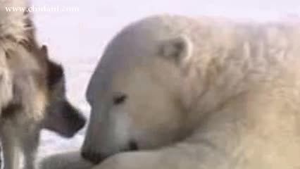 دوستی خرس قطبی و سگ