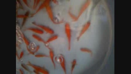 ماهی قرمز2