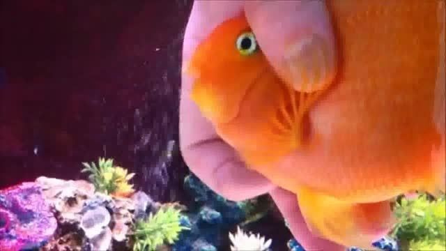 ماهی قرمزی که هر روز باید توسط صاحبش نوازش شود