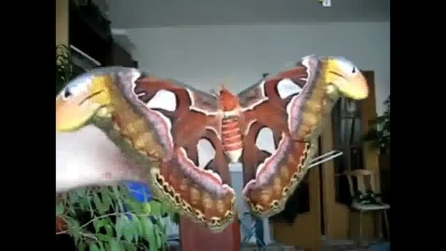 پروانه عظیم الجثه زیبا