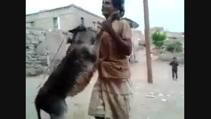 رقص با خر