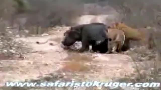 شکار اسب ابی و بچه اش توسط یه گله شیر