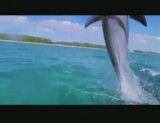 نجات انسان توسط دلفین
