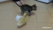 نبرد بچه گربه و جوجه اردک به خاطر یک تکه کاغذ