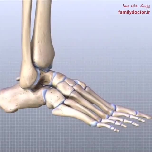 آناتومی و ساختار داخلی پای انسان