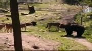دانلود فیلم حیات وحش - شكست گله گرگ ها از خرس گریزلی نیمه با