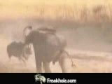 نبرد کرگدن با فیل