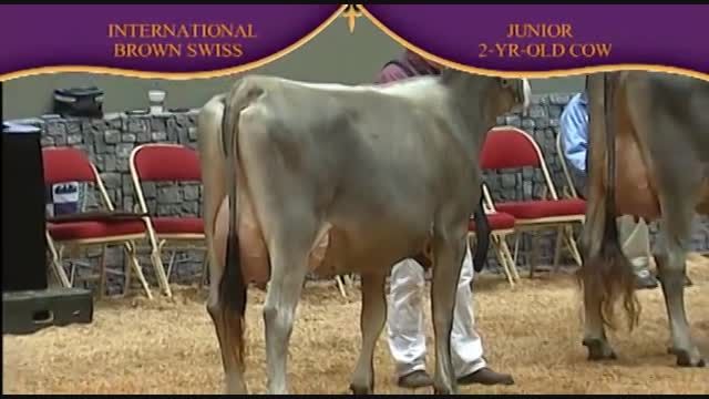 International Brown Swiss Show 2010 , 2 Years old cow