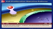 Z02- Cell Proliferation Signaling Pathway
