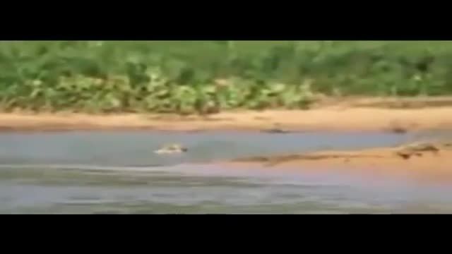 حمله ی پلنگ به تمساح