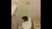 پرش ناموفق بچه گربه تو حمام