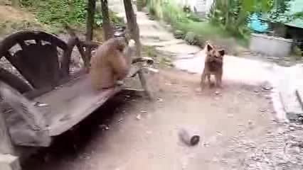 دوستی میمون و سگ