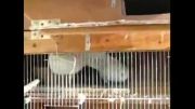 جفت کبوتر عاشق که بوس هم می کنن +جالب ودیدنی!!!
