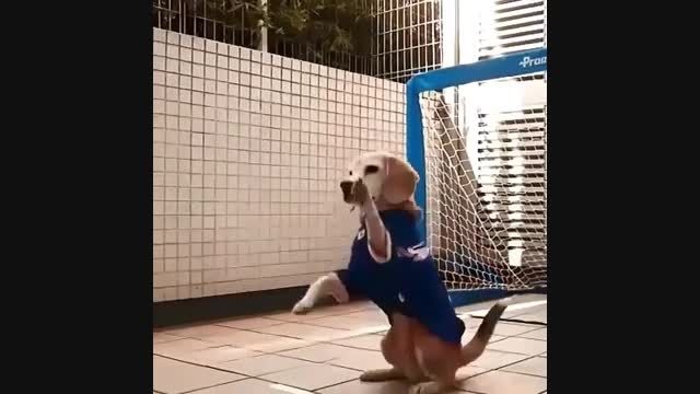 سگی که فوتبال بازی میکنه!!!