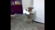 رقص سگ