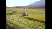 برداشت مکانیزه برنج کامفیروز فارس