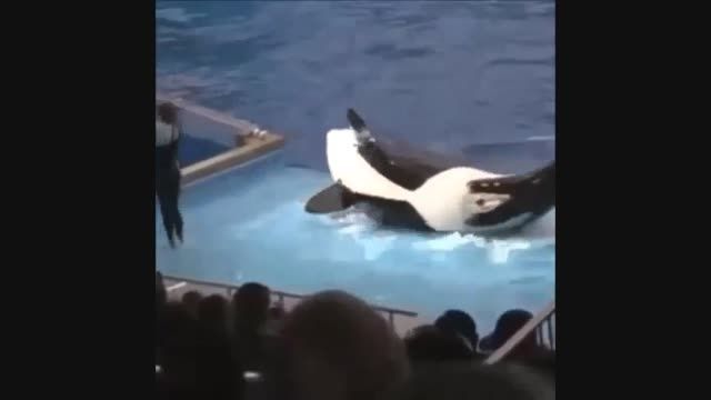 عاقبت بازی کردن با نهنگ قاتل!! (خنده داااار)